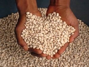 cowpea-cleaned-graded